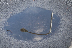 水溜り