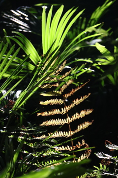 植物