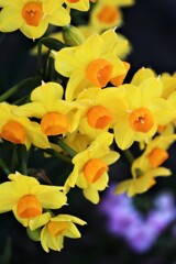 面としての植物