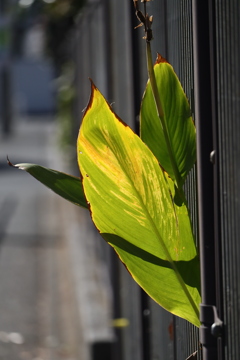 植物