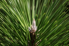 面としての植物