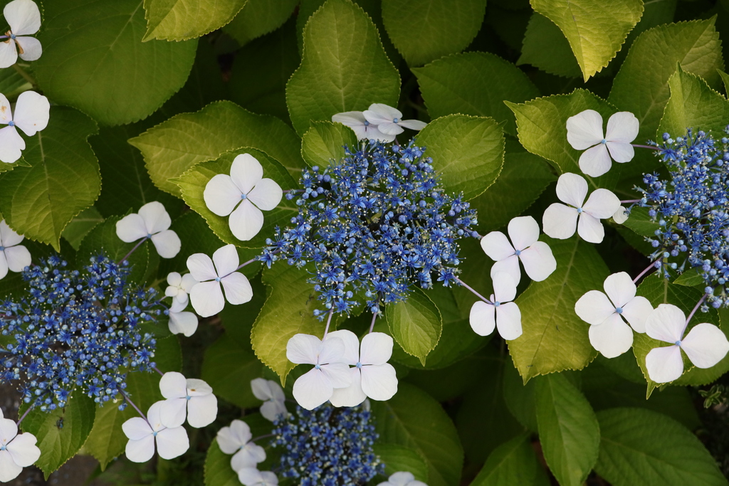 面としての植物