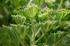 面としての植物