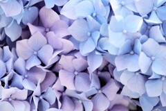 面としての植物