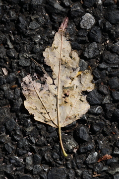 プレスされた植物