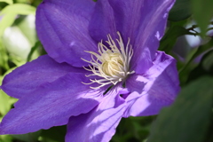 日が当たった植物