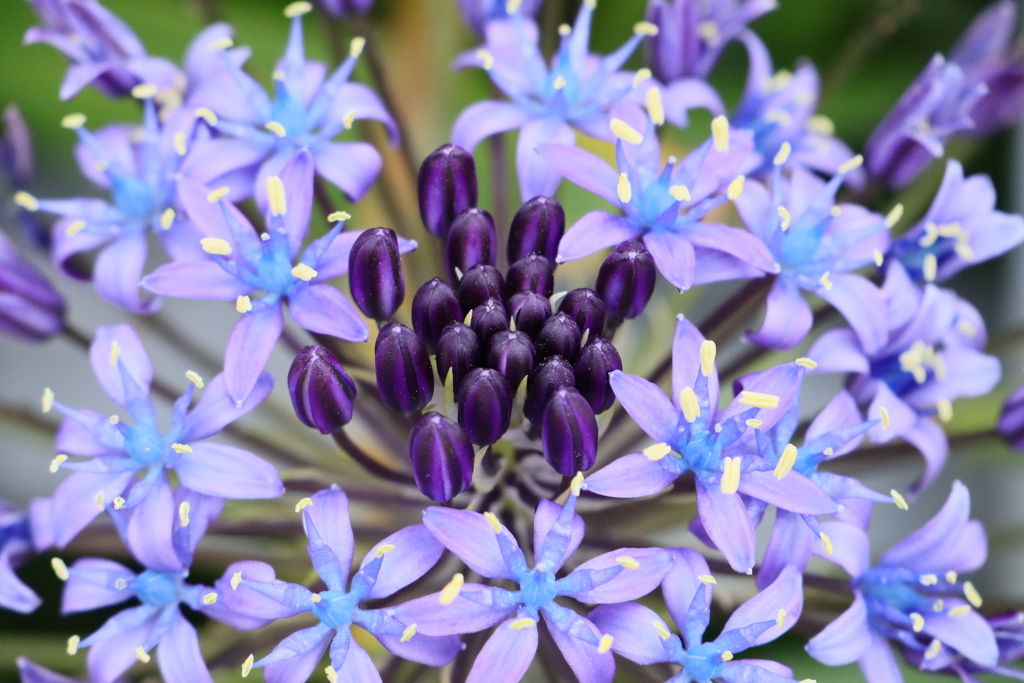 花火のような植物
