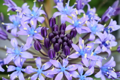 花火のような植物