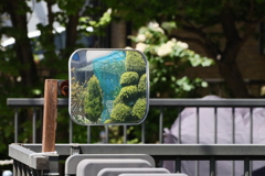 ミラーに映った樹