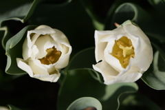 面としての植物