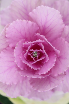 面としての植物