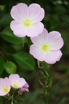 面としての植物