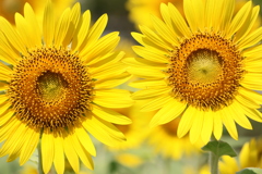 面としての植物