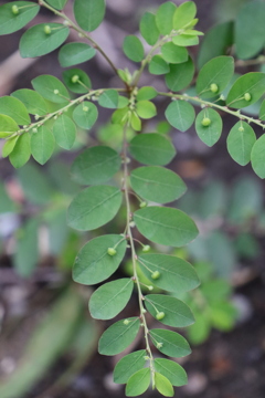 面としての植物