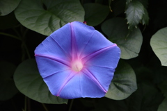 面としての植物