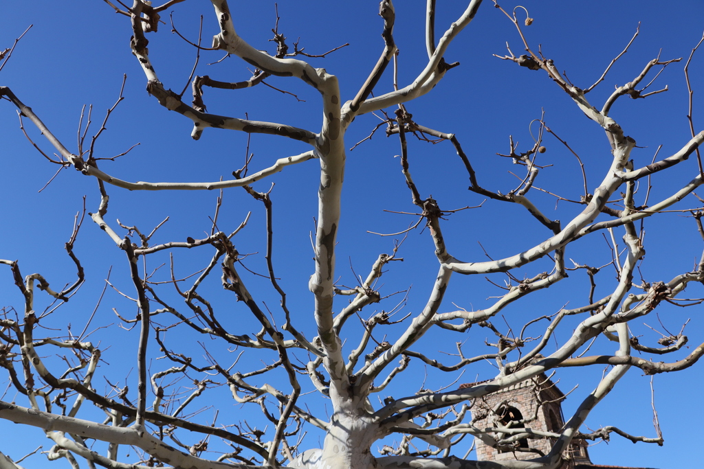 ディズニーシー