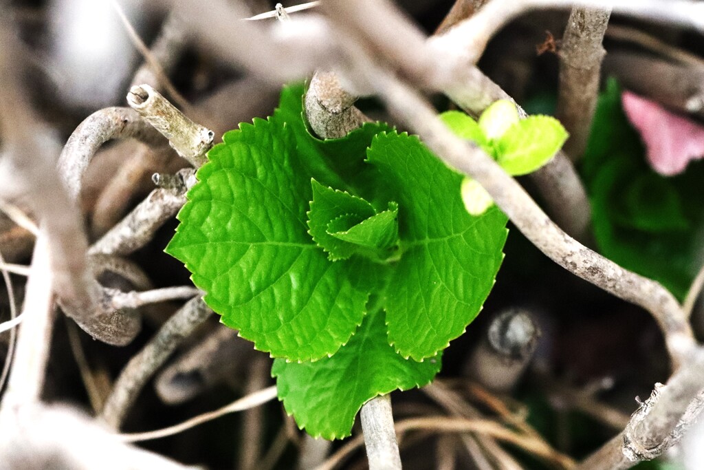 I植物