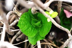I植物