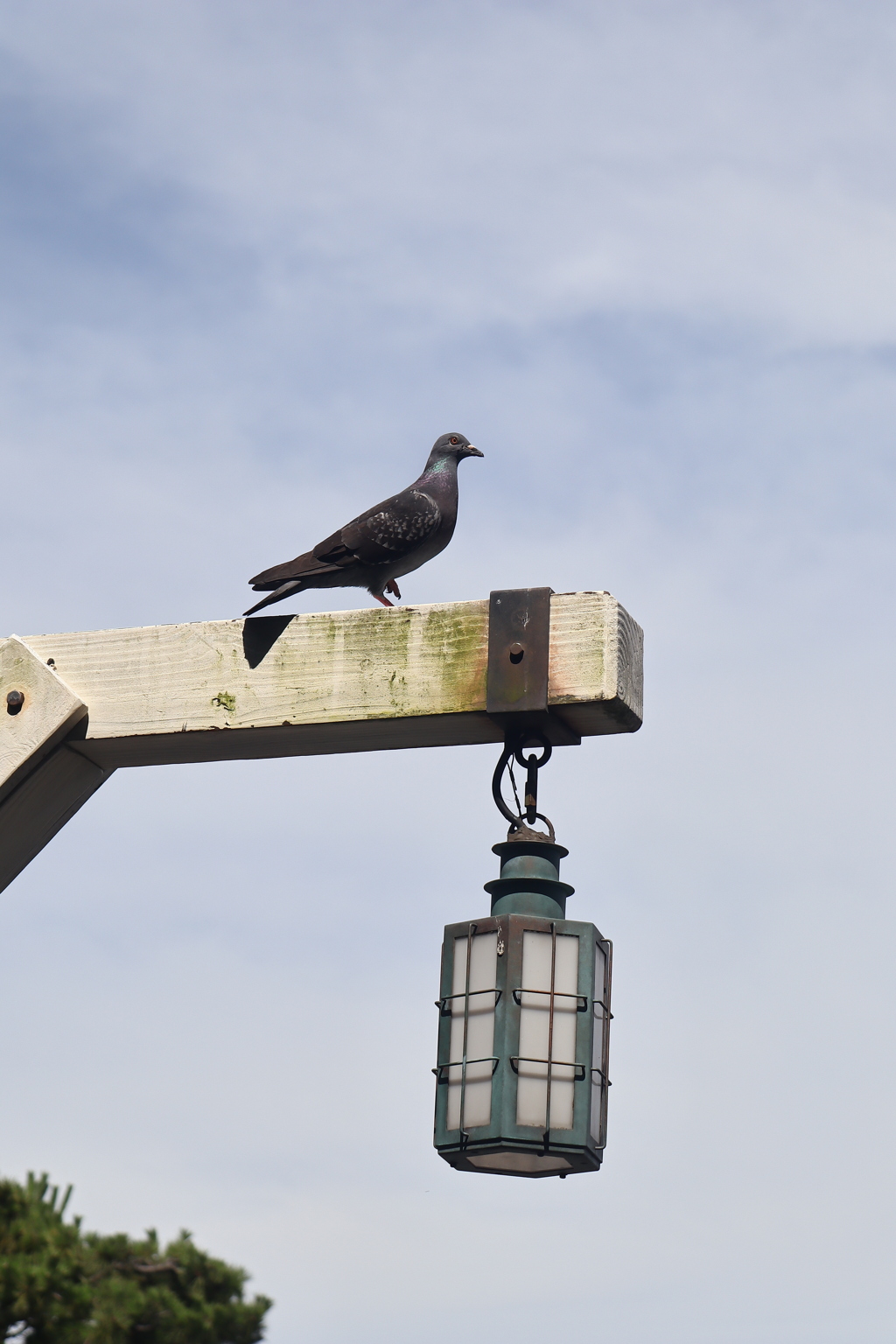 ディズニーシー