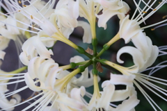 面としての植物