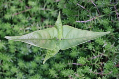 面としての植物