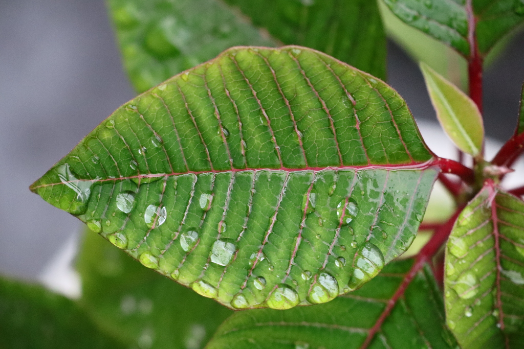 植物