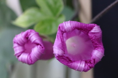 面としての植物