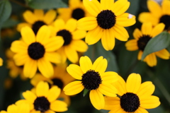 面としての植物