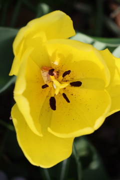 面としての植物　㏌桜
