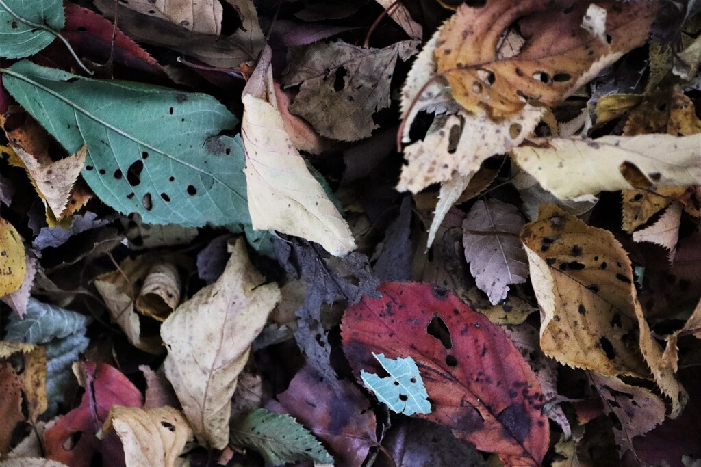 面としての植物
