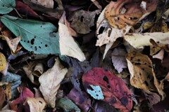 面としての植物