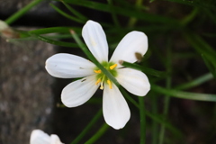 植物