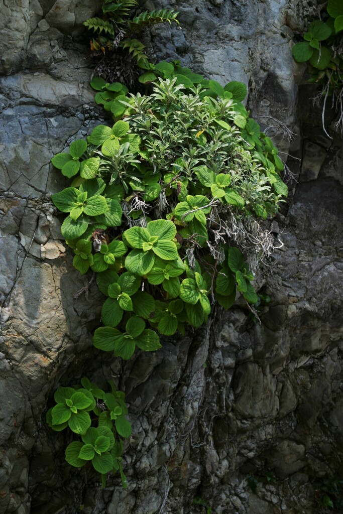 三浦海岸