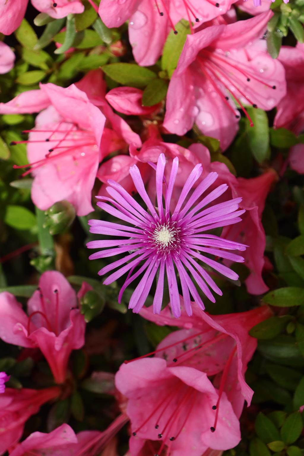 面としての植物