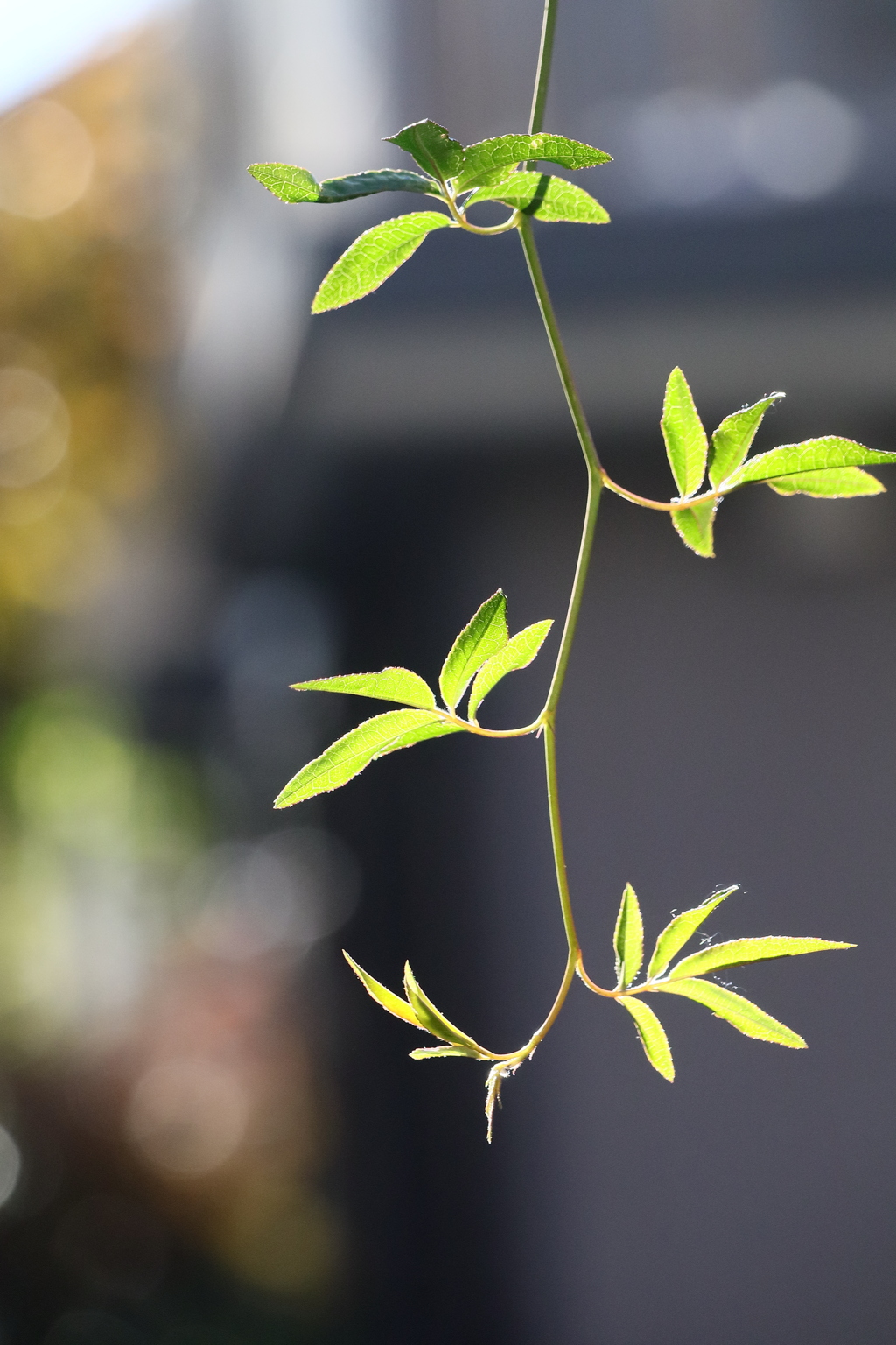 植物