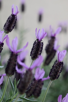 初めて見た植物