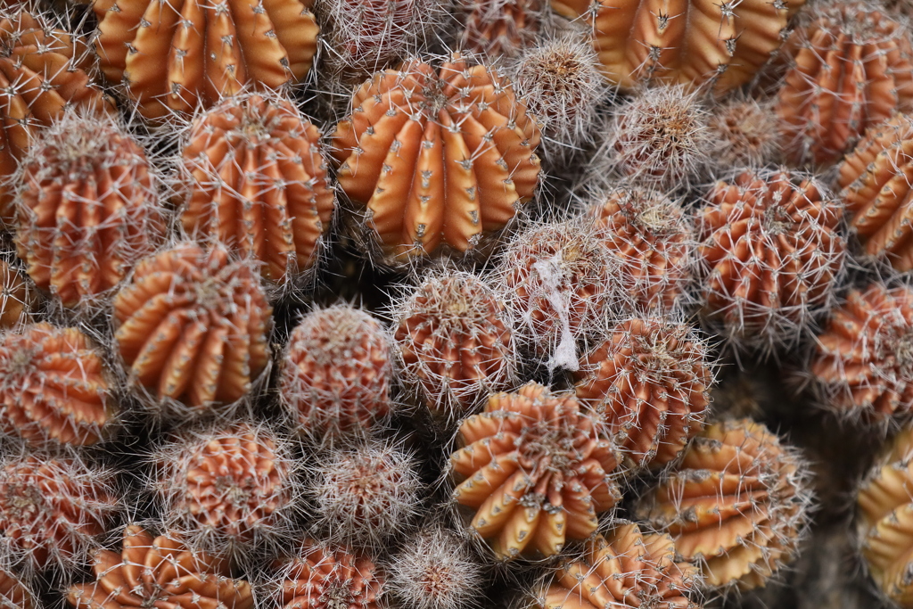 面としての植物