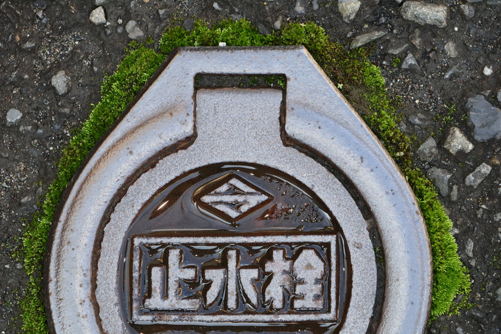苔