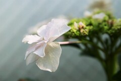 三浦海岸　植物