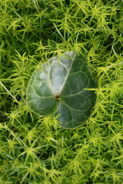 面としての植物
