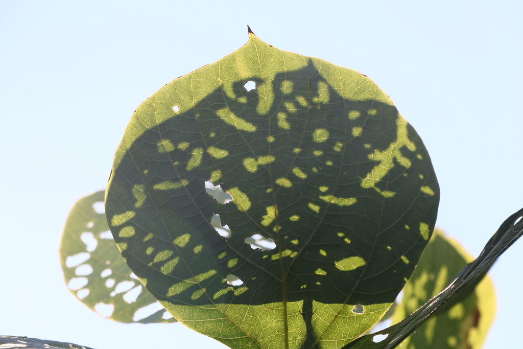 植物