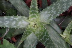 面としての植物