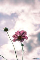 華