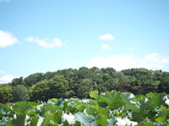 蓮池