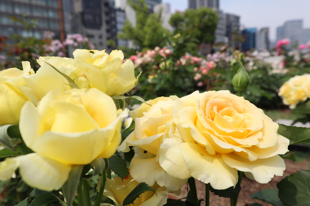 大阪　中之島　バラ園で