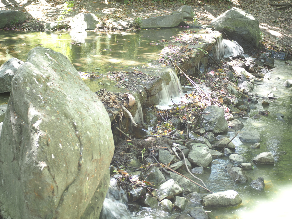 近所の公園で