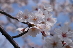 桜