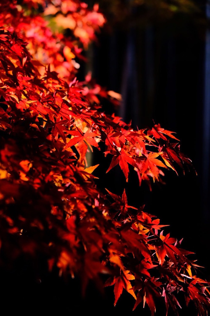 紅葉