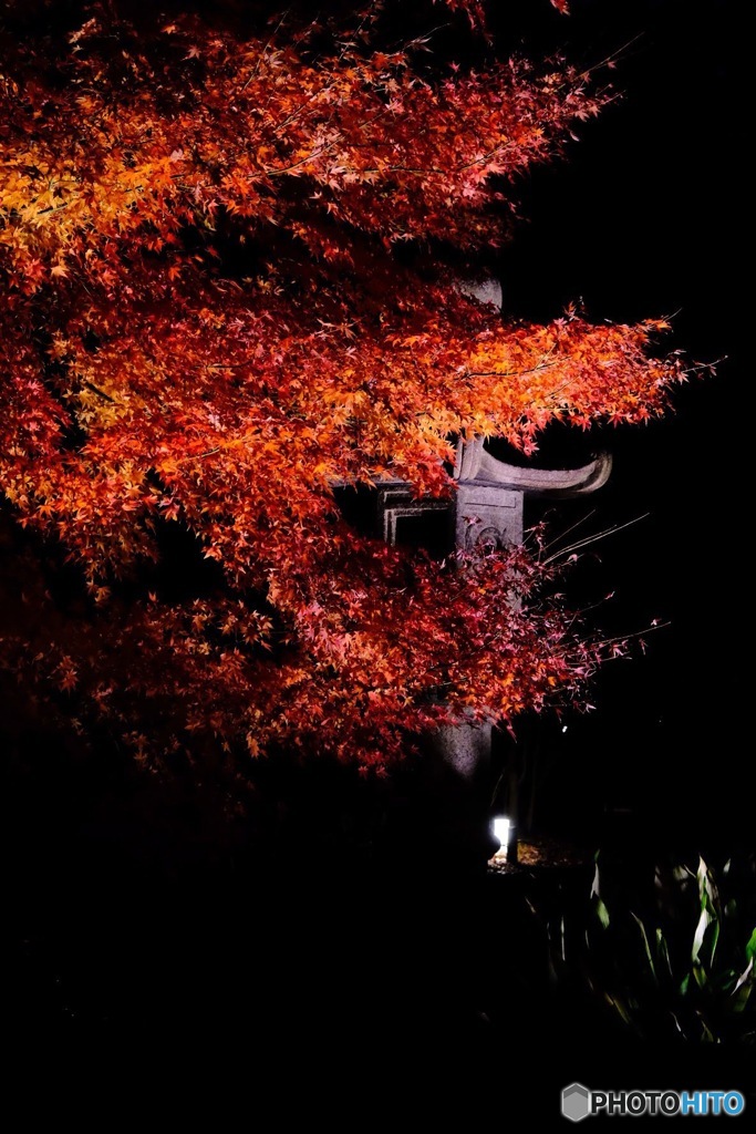 朱 秋