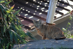 桂川の猫